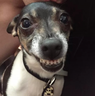 Illustration de l'article : 14 photos de chiens vous offrant leurs plus beaux sourires pour booster votre bonne humeur