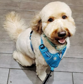 Illustration de l'article : 14 photos de chiens vous offrant leurs plus beaux sourires pour booster votre bonne humeur