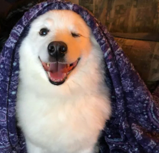 Illustration de l'article : 14 photos de chiens vous offrant leurs plus beaux sourires pour booster votre bonne humeur