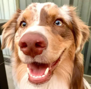 Illustration de l'article : 14 photos de chiens vous offrant leurs plus beaux sourires pour booster votre bonne humeur