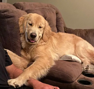 Illustration de l'article : 14 photos de chiens vous offrant leurs plus beaux sourires pour booster votre bonne humeur