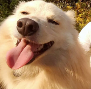 Illustration de l'article : 14 photos de chiens vous offrant leurs plus beaux sourires pour booster votre bonne humeur