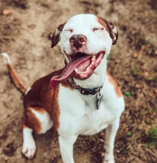 Illustration de l'article : 14 photos de chiens vous offrant leurs plus beaux sourires pour booster votre bonne humeur