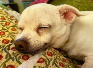 Illustration de l'article : 14 photos de chiens vous offrant leurs plus beaux sourires pour booster votre bonne humeur