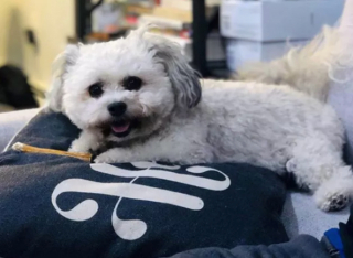 Illustration de l'article : 14 photos de chiens vous offrant leurs plus beaux sourires pour booster votre bonne humeur