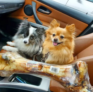 Illustration de l'article : 14 photos de chiens vous offrant leurs plus beaux sourires pour booster votre bonne humeur