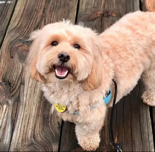 Illustration de l'article : 14 photos de chiens vous offrant leurs plus beaux sourires pour booster votre bonne humeur