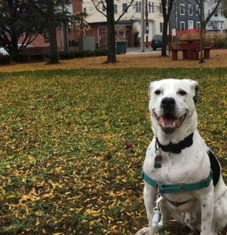 Illustration de l'article : 14 photos de chiens vous offrant leurs plus beaux sourires pour booster votre bonne humeur