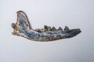 Illustration de l'article : Une mâchoire fossilisée, retrouvée il y a plus de 30 ans, pourrait être celle du plus ancien chien du continent américain