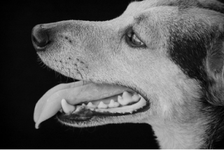 Illustration de l'article : Une mâchoire fossilisée, retrouvée il y a plus de 30 ans, pourrait être celle du plus ancien chien du continent américain