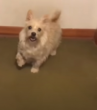 Illustration de l'article : Un chien montre qu’il ne souhaite pas partir en promenade, en simulant une blessure à la patte (vidéo)