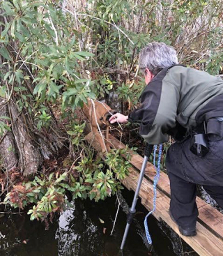 Illustration de l'article : L'intervention héroïque qui a permis de secourir un jeune Berger Belge Malinois piégé parmi les alligators