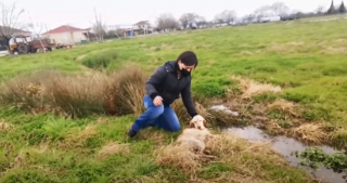 Illustration de l'article : Des villageois découvrent un chien de chasse dans un bien triste état et appellent une association locale à l’aide (vidéo)