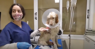 Illustration de l'article : Des villageois découvrent un chien de chasse dans un bien triste état et appellent une association locale à l’aide (vidéo)