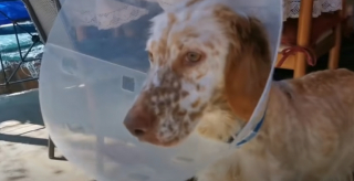 Illustration de l'article : Des villageois découvrent un chien de chasse dans un bien triste état et appellent une association locale à l’aide (vidéo)
