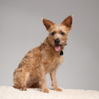 Illustration de l'article : Protéger votre chien des tiques et des puces avec Tickless, une solution écologique et non toxique