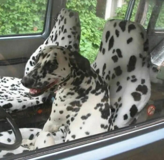 Illustration de l'article : 12 photos montrant que les chiens sont les meilleurs pour égayer nos vies