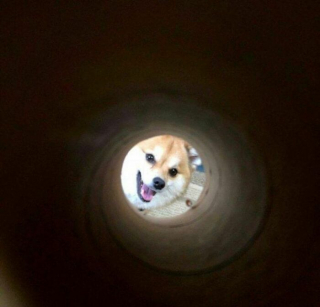 Illustration de l'article : 12 photos montrant que les chiens sont les meilleurs pour égayer nos vies