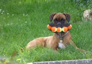 Illustration de l'article : 12 photos montrant que les chiens sont les meilleurs pour égayer nos vies