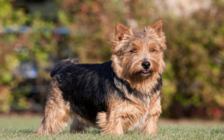Illustration de l'article : 11 races de chiens célèbres ou moins connues venant d'Angleterre