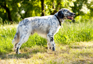 Illustration de l'article : 11 races de chiens célèbres ou moins connues venant d'Angleterre
