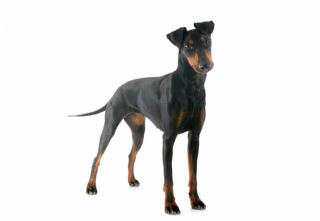 Illustration de l'article : 11 races de chiens célèbres ou moins connues venant d'Angleterre