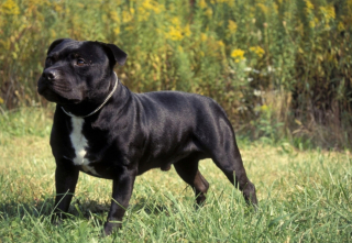 Illustration de l'article : 11 races de chiens célèbres ou moins connues venant d'Angleterre