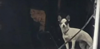 Illustration de l'article : Marble, le petit chien miraculé, survit deux semaines dans les décombres d'un incendie