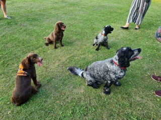Illustration de l'article : 20 photos de chiens tout heureux de poser en compagnie de leurs sosies