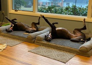 Illustration de l'article : 20 photos de chiens tout heureux de poser en compagnie de leurs sosies