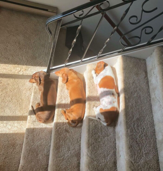 Illustration de l'article : 20 photos de chiens tout heureux de poser en compagnie de leurs sosies