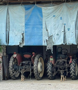 Illustration de l'article : 20 photos de chiens tout heureux de poser en compagnie de leurs sosies