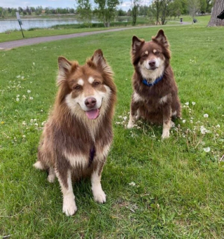 Illustration de l'article : 20 photos de chiens tout heureux de poser en compagnie de leurs sosies