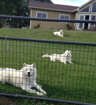 Illustration de l'article : 20 photos de chiens tout heureux de poser en compagnie de leurs sosies