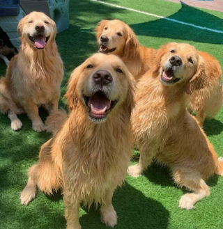 Illustration de l'article : 20 photos de chiens tout heureux de poser en compagnie de leurs sosies