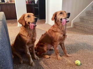 Illustration de l'article : 20 photos de chiens tout heureux de poser en compagnie de leurs sosies