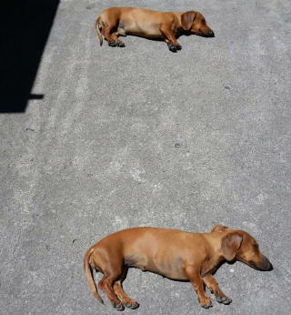 Illustration de l'article : 20 photos de chiens tout heureux de poser en compagnie de leurs sosies