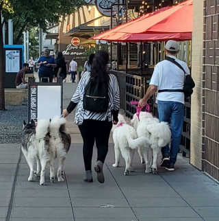 Illustration de l'article : 20 photos de chiens tout heureux de poser en compagnie de leurs sosies