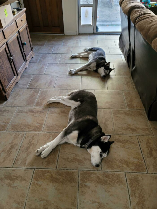 Illustration de l'article : 20 photos de chiens tout heureux de poser en compagnie de leurs sosies