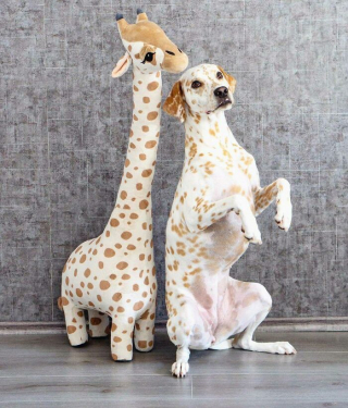 Illustration de l'article : 20 photos de chiens tout heureux de poser en compagnie de leurs sosies