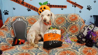 Illustration de l'article : Elle ouvre son cabinet de toilettage en pleine nuit pour s’occuper en urgence d’un chien qui a bien besoin d’être pris en charge 