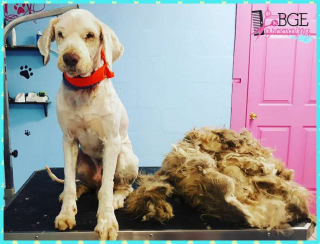 Illustration de l'article : Elle ouvre son cabinet de toilettage en pleine nuit pour s’occuper en urgence d’un chien qui a bien besoin d’être pris en charge 