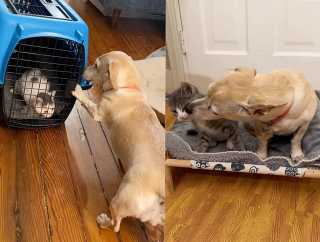 Illustration de l'article : Comment Kona, la chienne bienveillante, est devenue la meilleure amie de ces chatons en détresse