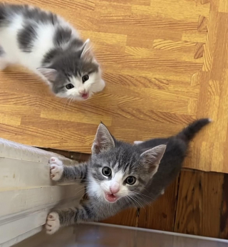 Illustration de l'article : Comment Kona, la chienne bienveillante, est devenue la meilleure amie de ces chatons en détresse