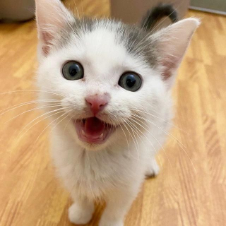 Illustration de l'article : Comment Kona, la chienne bienveillante, est devenue la meilleure amie de ces chatons en détresse