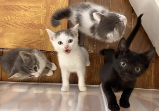 Illustration de l'article : Comment Kona, la chienne bienveillante, est devenue la meilleure amie de ces chatons en détresse