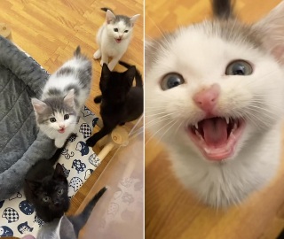 Illustration de l'article : Comment Kona, la chienne bienveillante, est devenue la meilleure amie de ces chatons en détresse