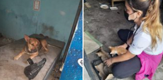 Illustration de l'article : Des animaux attachés parmi les ordures secourus grâce à l'alerte d'un voisin vigilant