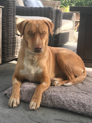 Illustration de l'article : Le combat inspirant d'un Labrador-Berger aveugle pour trouver sa famille idéale après avoir été abandonné 