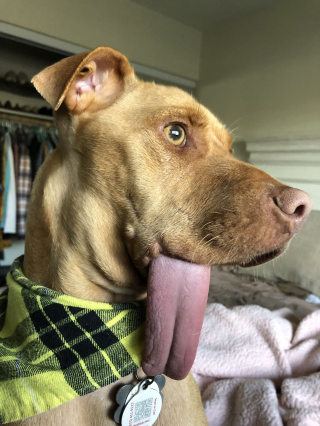 Illustration de l'article : Grâce à un refuge, un chien, qui a la langue qui pend hors de sa bouche, peut maintenant profiter de sa meilleure vie